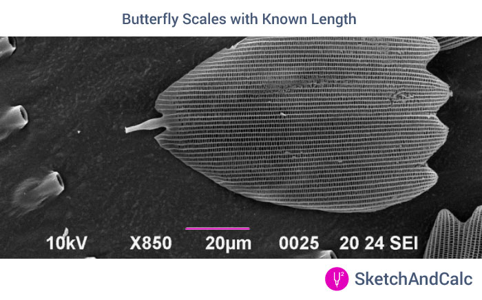 Area of Butterfly scale in Micrometers